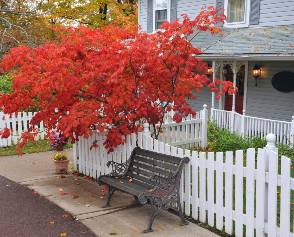 red tree - Century Painting